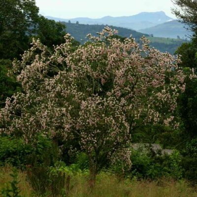 DAIS COTONIFOLIA - 100LT