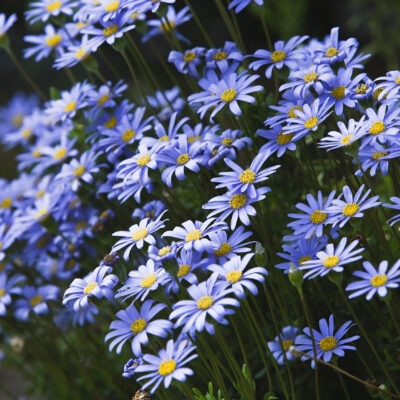 FELICIA AMELLOIDES VARIEGATA 2.5LT