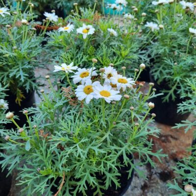 DAISY BUSH VARIOUS 2.5LT