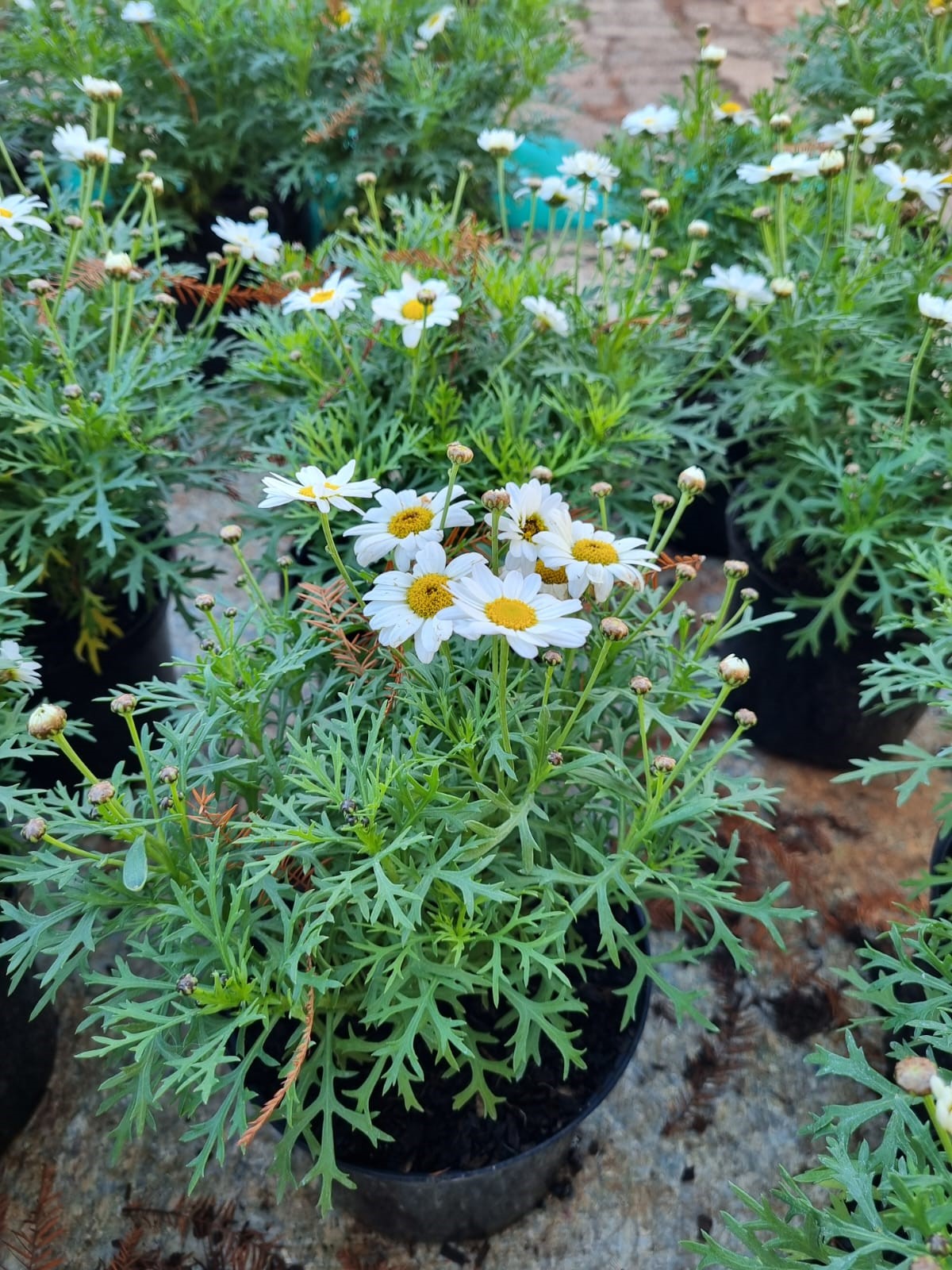DAISY BUSH VARIOUS 2.5LT