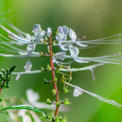 ISOLEPIS CERNUA (CATS WHISKERS) 1LT