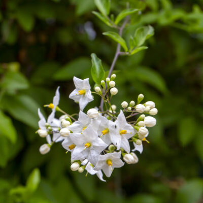 SOLANUM RANTONETTI WHITE STANDARD 10LT