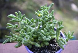 DELOSPERMA ECHINATUM 15CM POT