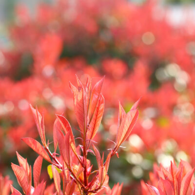 PHOTINIA RED ROBIN STANDARD 10LT