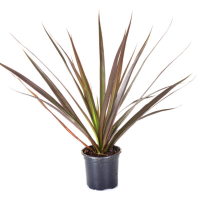PHORMIUM TENAX BRONZE 10LT