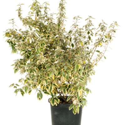 ABELIA GRANDIFLORA AUREA VARIEGATA STANDARD 10LT