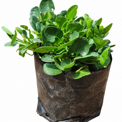 FALKIA REPENS 1LT