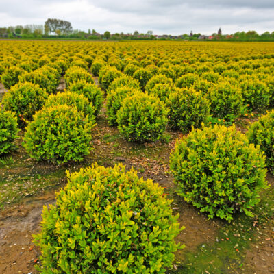 LONICERA NITIDA AUREA BALL 10LT