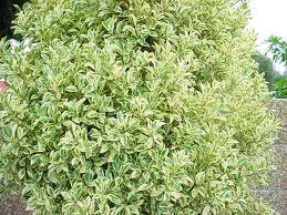 FICUS HAWAII 2.5LT