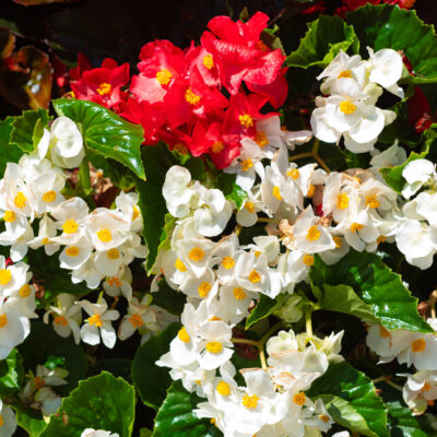 BEGONIA SPRINT 15CM POT