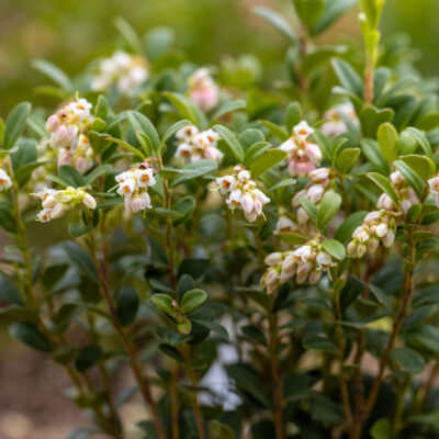 ESCALLONIA IVYII BALL 1OLT