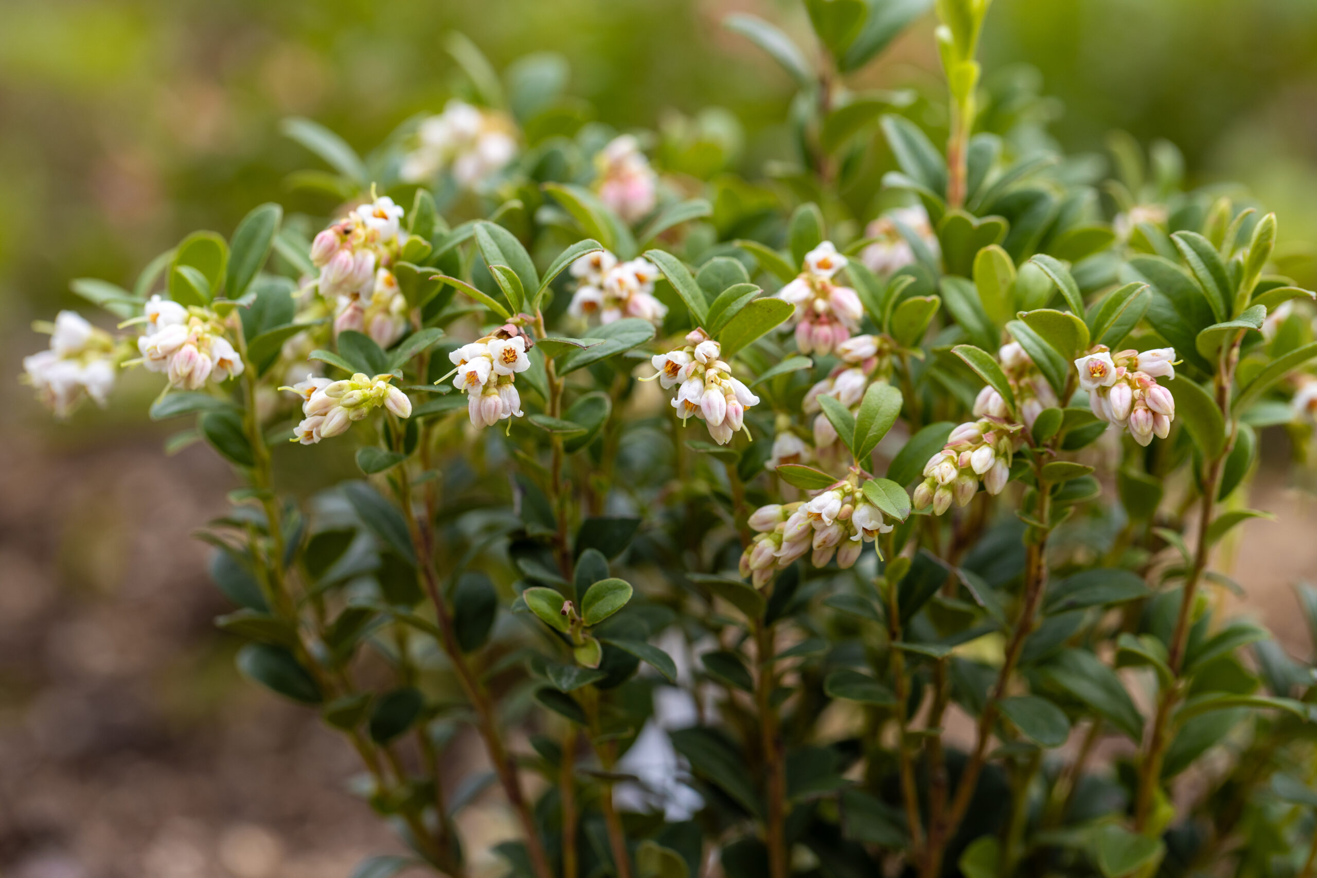 ESCALLONIA IVYII BALL 1OLT