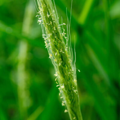 CHASMANTHIUM LATIFOLIA (OATS GRASS) 2.5LT