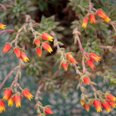 KLEINIA GALPINII 15CM POT
