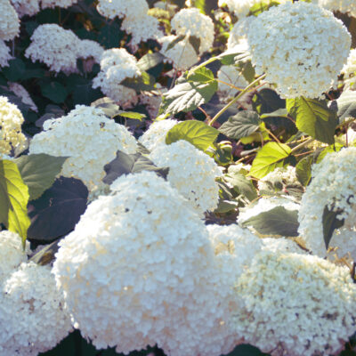 HYDRANGEA MACROPHYLLA WHITE 1OLT