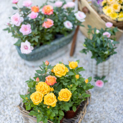 ROSE MINIATURE 2,5LT