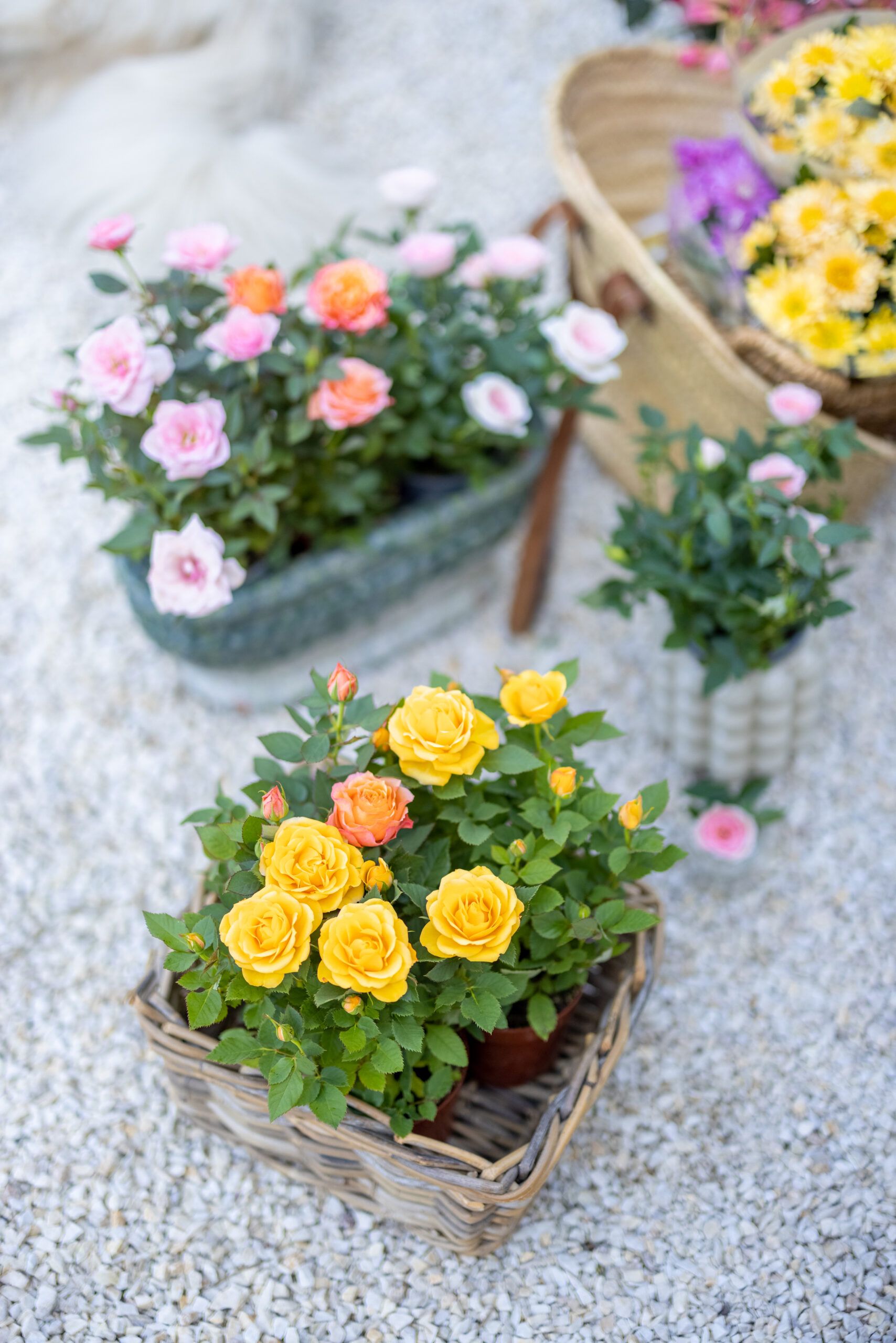 ROSE MINIATURE 2,5LT