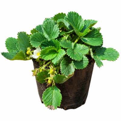 FRAGARIA (EDIBLE STRAWBERRY) 15CM POT