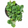 FRAGARIA (EDIBLE STRAWBERRY) 15CM POT - Image 2