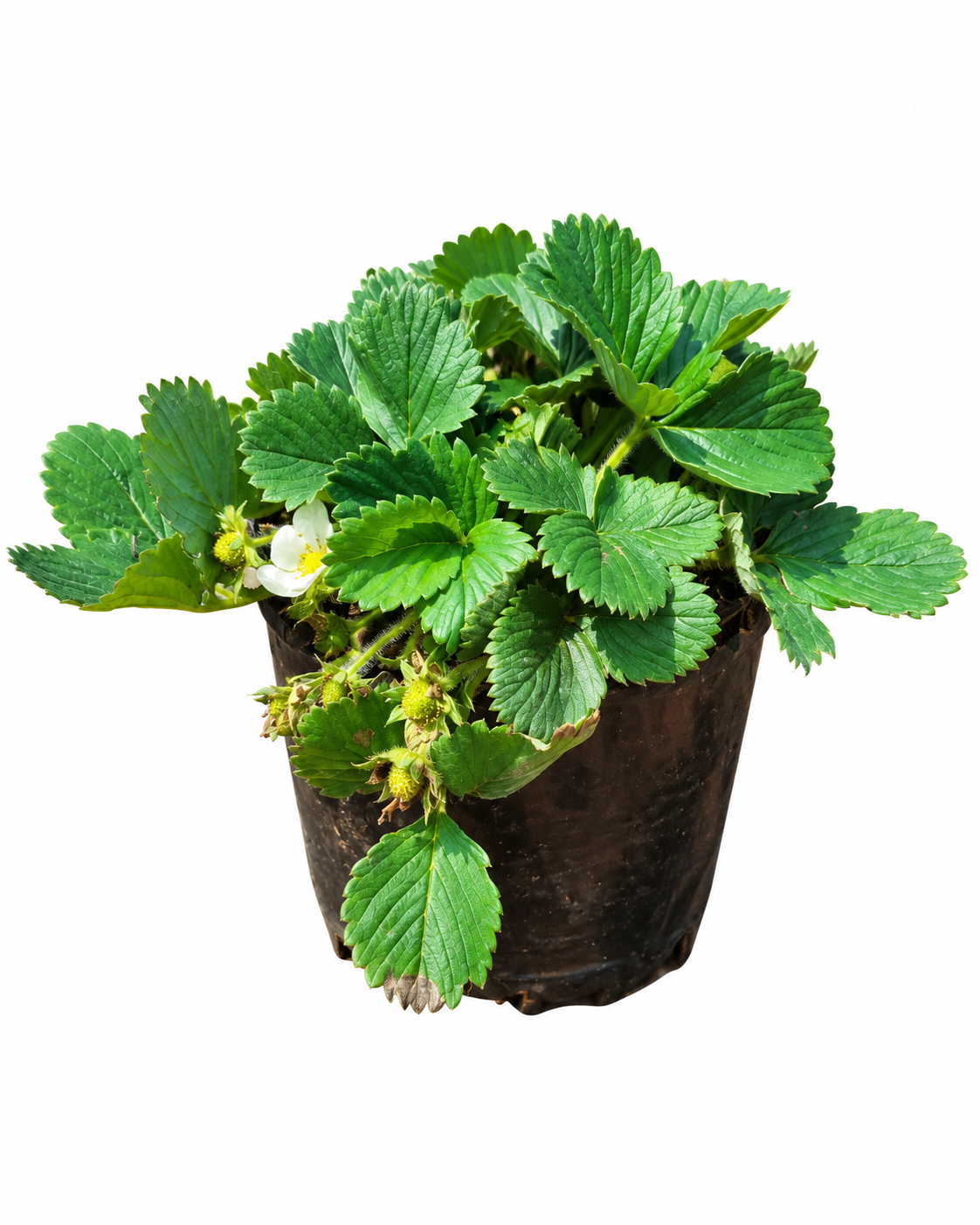 FRAGARIA (EDIBLE STRAWBERRY) 15CM POT
