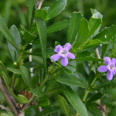 FREYLINIA TROPICA BLUE 2.5LT