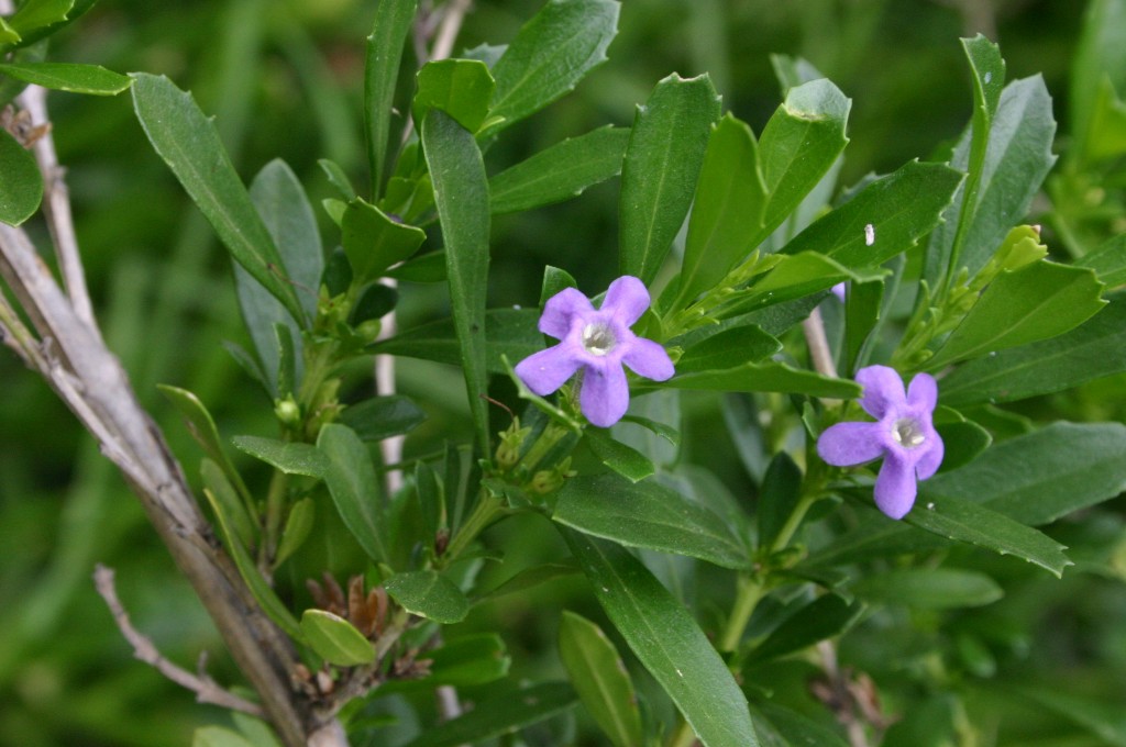 FREYLINIA TROPICA BLUE 2.5LT