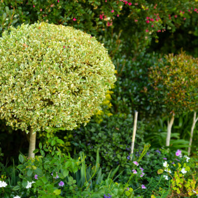 LIGUSTRUM OVALIFOLIUM AUREUM BALL 1OLT