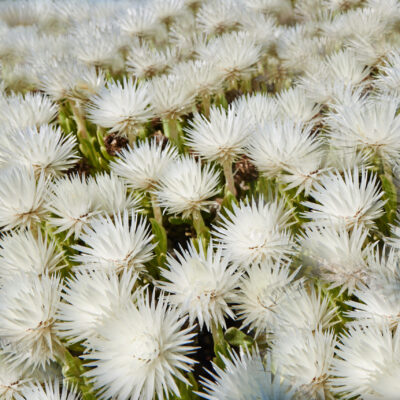 LAMPRANTHUS WHITE 15CM POT