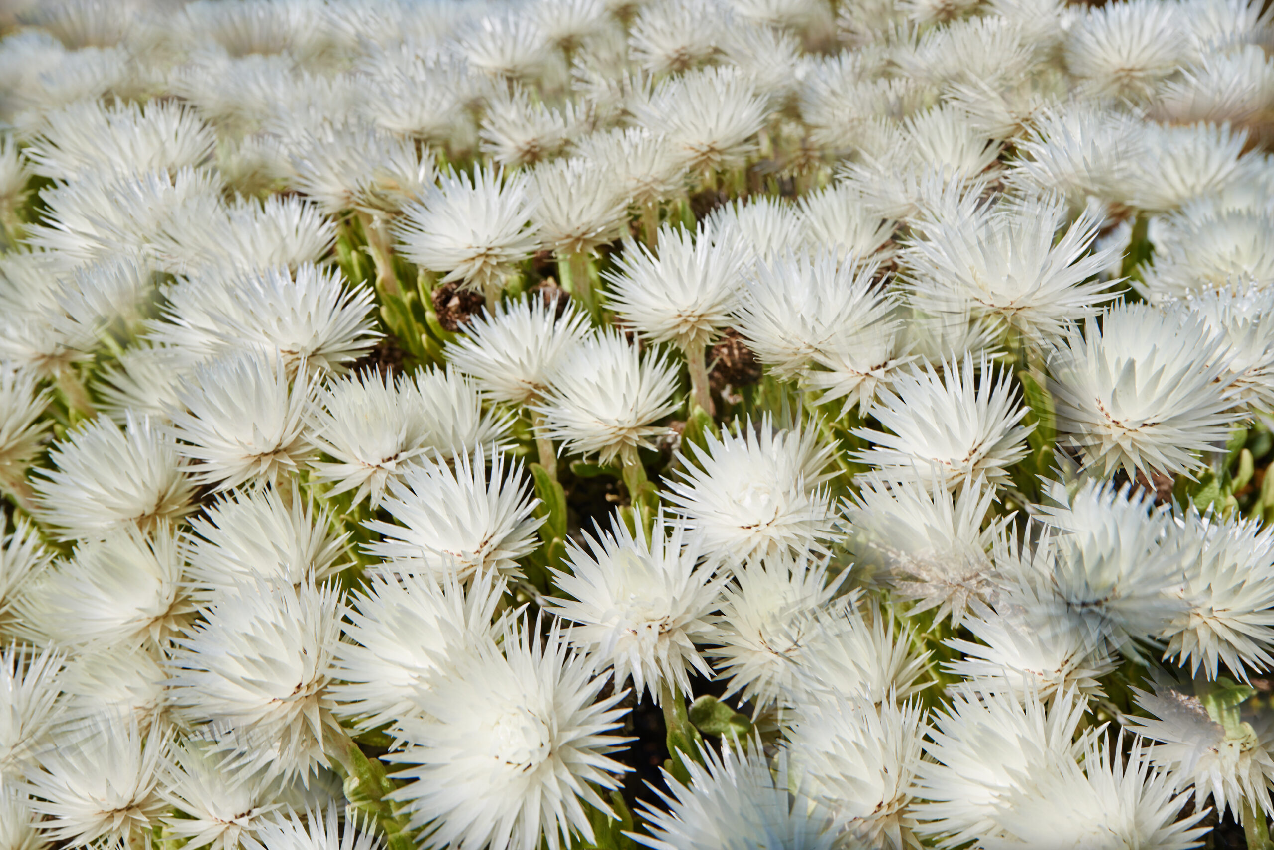 LAMPRANTHUS WHITE 15CM POT