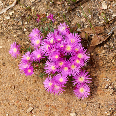 DELOSPERMA COOPERII 15CM POT