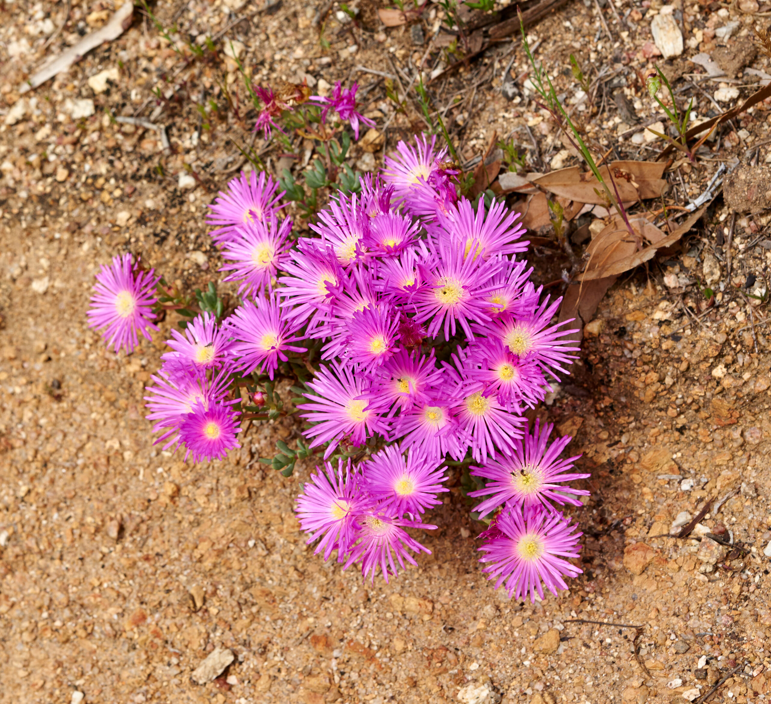DELOSPERMA COOPERII 15CM POT