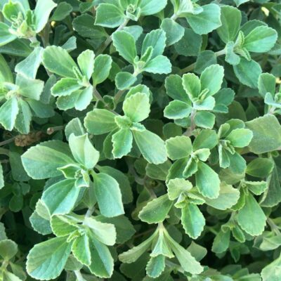 PLECTRANTHUS VERTICILLATUS (MONEYPLANT) 2.5LT