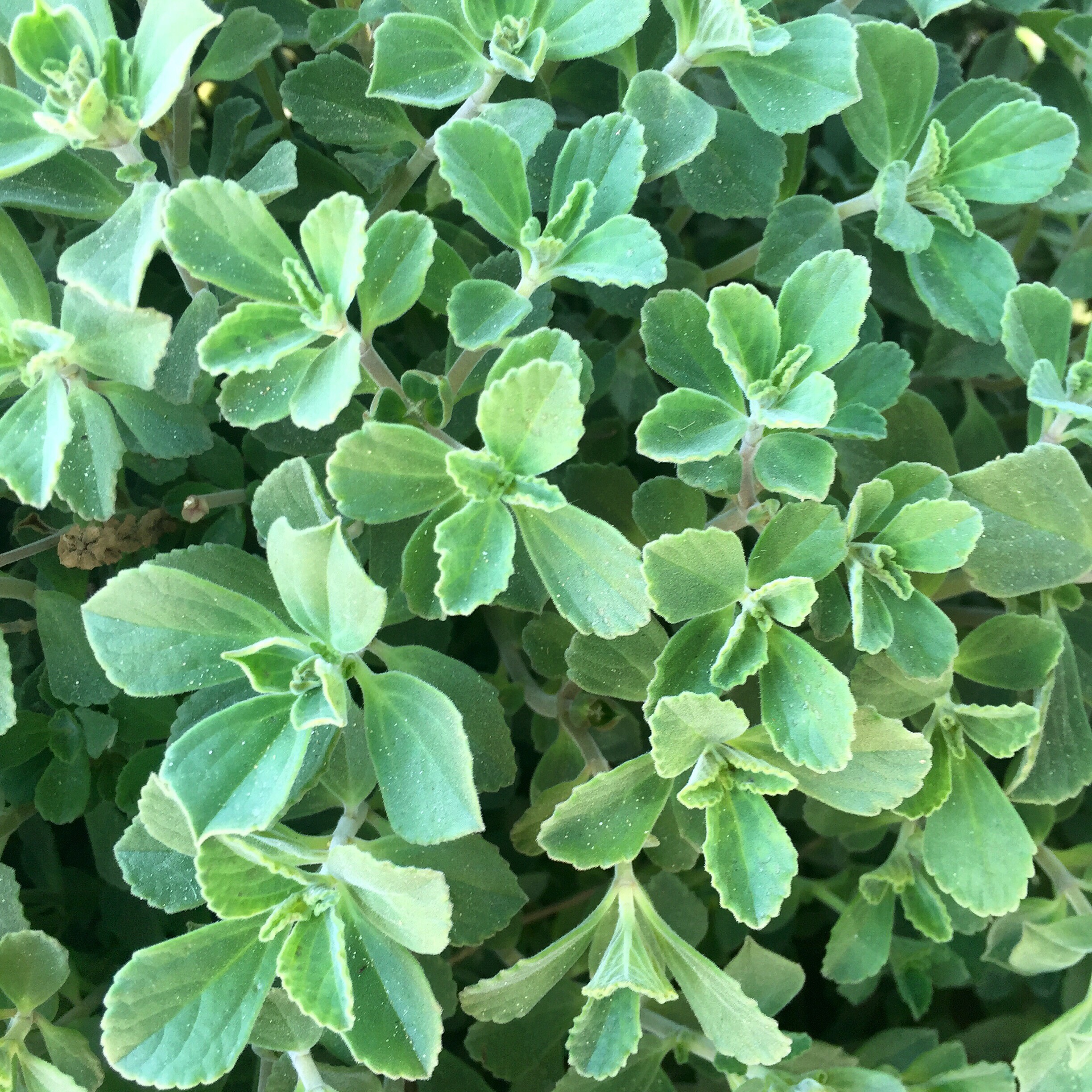 PLECTRANTHUS VERTICILLATUS (MONEYPLANT) 2.5LT