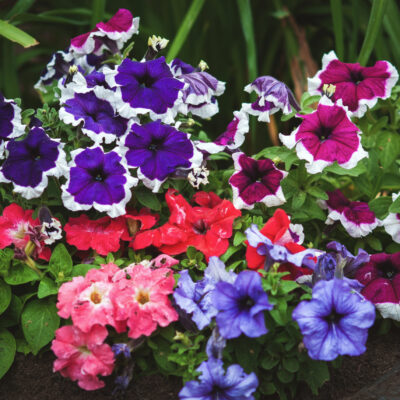 PETUNIA VARIOUS 15CM POT