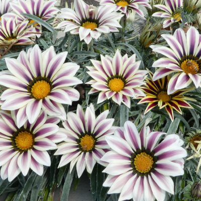GAZANIA RIGENS (GREEN / GREY) 1LT