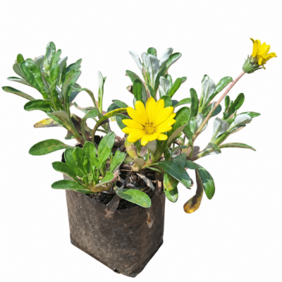GAZANIA RIGENS (GREEN / GREY) 1LT