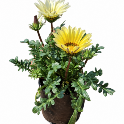 GAZANIA VARIOUS 1LT