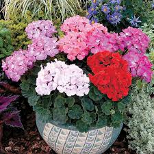GERANIUM INCANUM  2.5LT