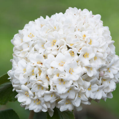VIBURNUM MACROCEPHALUM 10LT