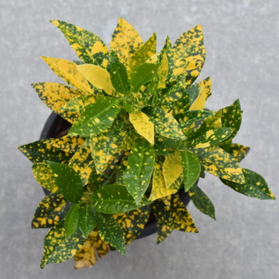 AUCUBA JAPONICA VARIEGATA 10LT