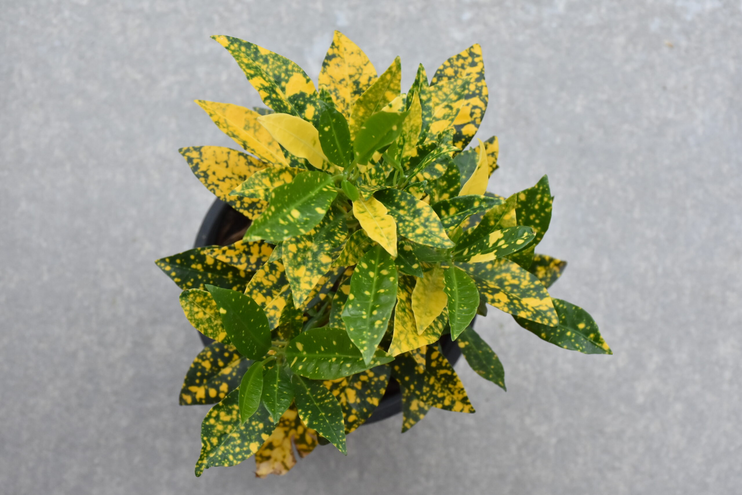 AUCUBA JAPONICA VARIEGATA 10LT