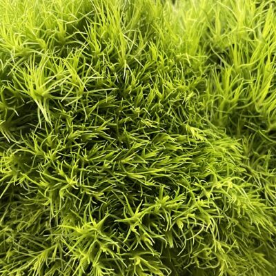SAGINA SUBULATA AUREA 15CM POT