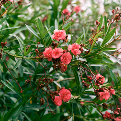 LEPTOSPERMUM BIG RED BALL 1OLT