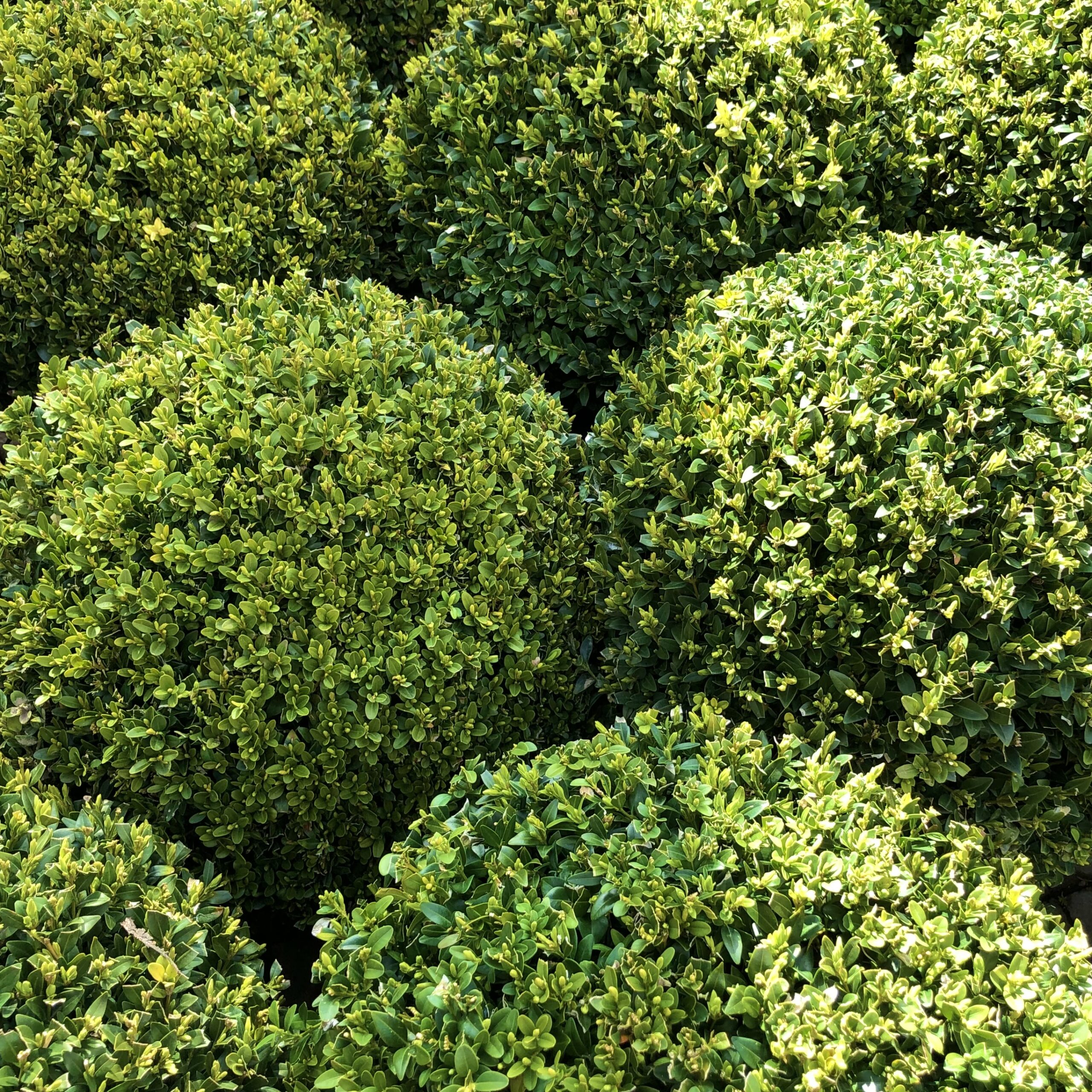 BUXUS FAULKNER BALL 1OLT