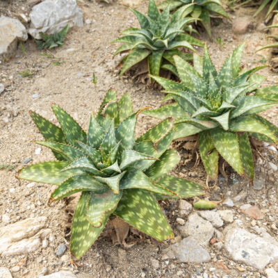 ALOE DOROTHEA 15CM POT