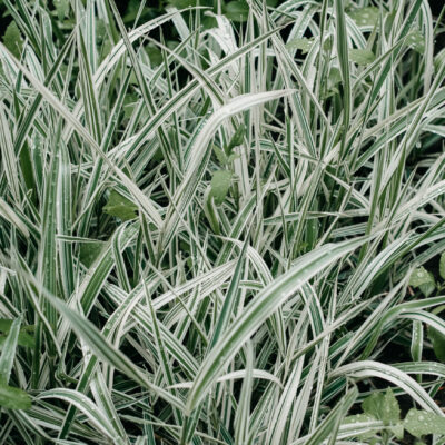 PHALARIS ARUNDINACEA (STRAWBERRIES & CREAM) 2.5LT