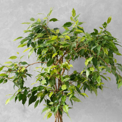 FICUS BENJAMINA 1OLT