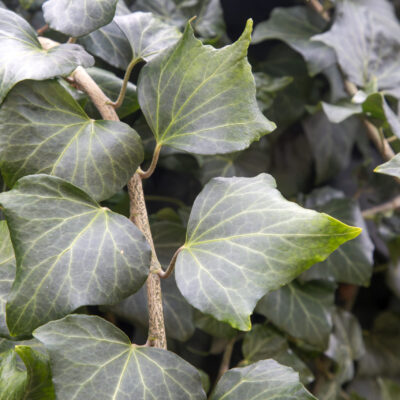 HEDERA CANARIENSIS (LARGE LEAF GREEN) PINT