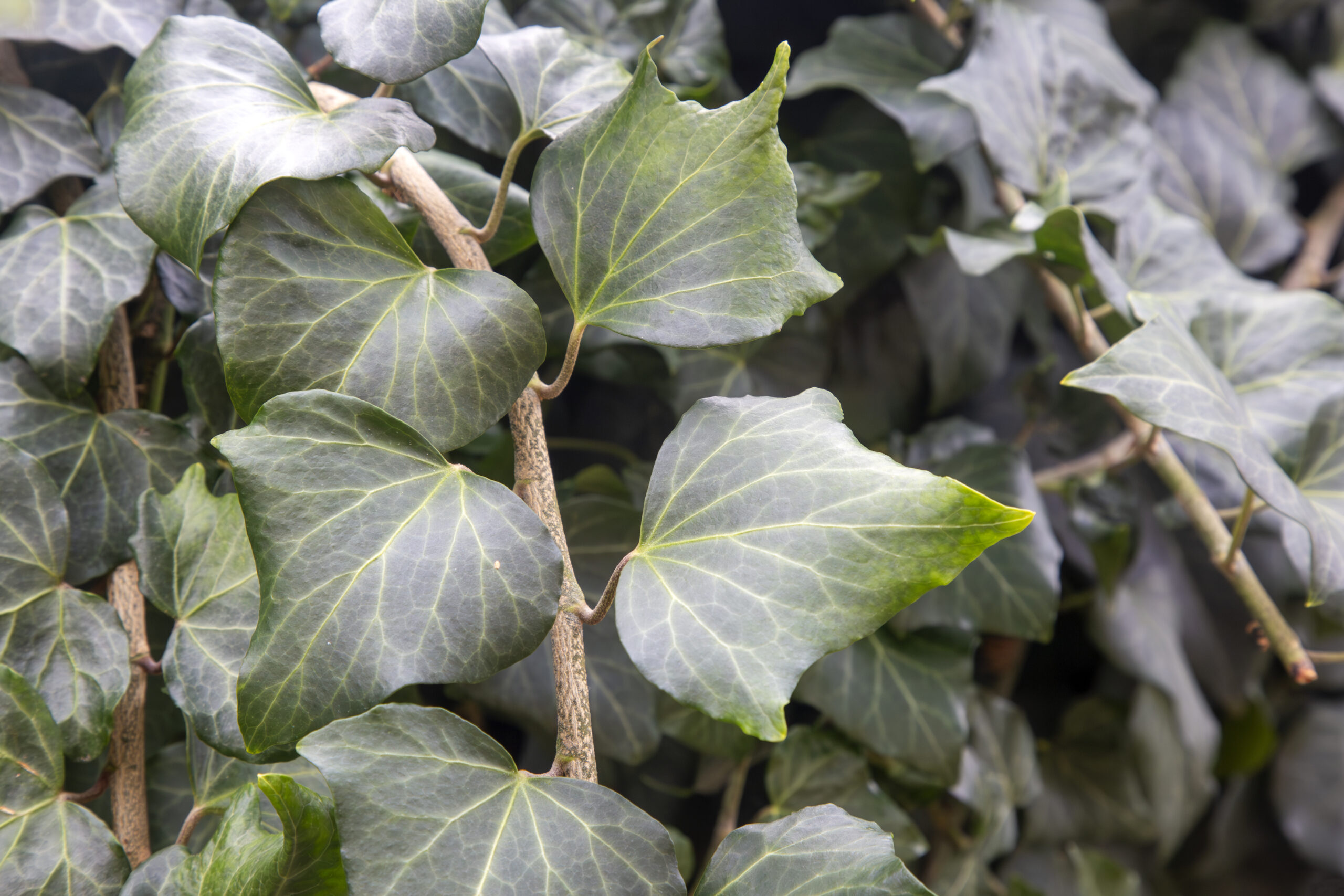 HEDERA GLORIE DE MARENCO (VARIEGATED) PINT