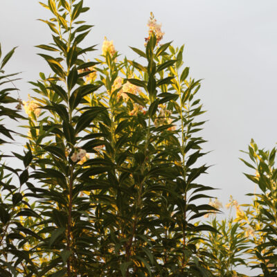 MELALEUCA JOHANNESBURG GOLD STANDARD 10LT